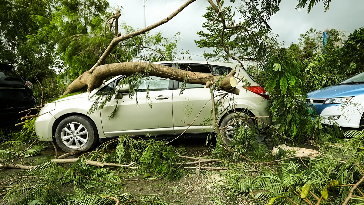 Car Trapped in a fallen tree on the road.