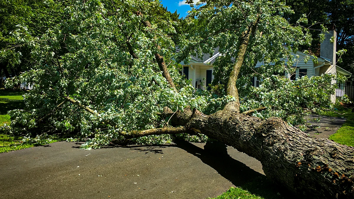 Big tree branch fallen in front of a property. emergency tree removal is evaluating the situation