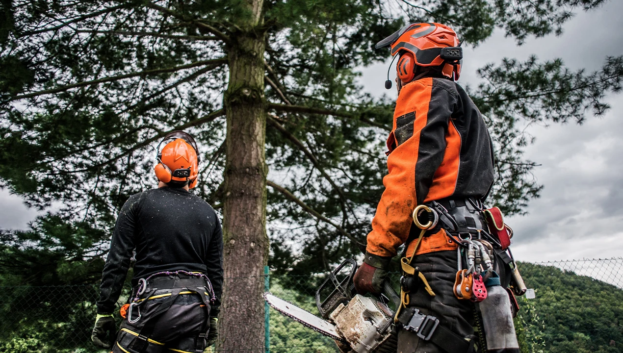 tree removal service - experts getting ready and planning to remove service